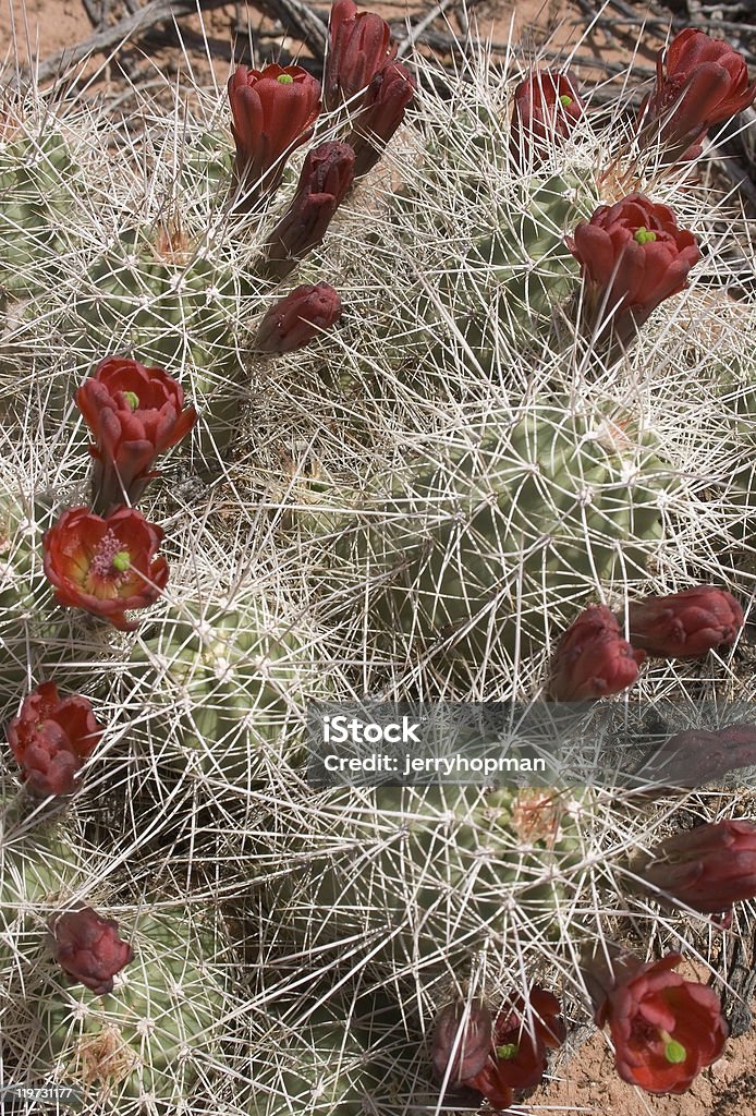 Claret Cup Cactus - Lizenzfrei Arizona Stock-Foto