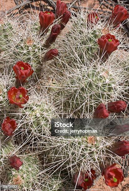 Claret Cup Cactus Stockfoto und mehr Bilder von Arizona - Arizona, Baumblüte, Blume