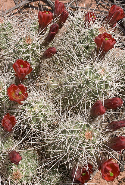 cactus à fleur rouge - claret cup photos et images de collection