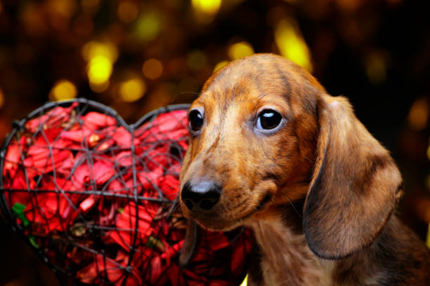 istock dog portrait heart dark background 1197312593
