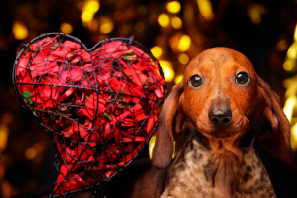istock dog portrait heart dark background 1197312594