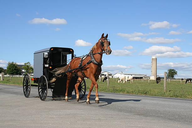 amish horse and carriage - cochero fotografías e imágenes de stock