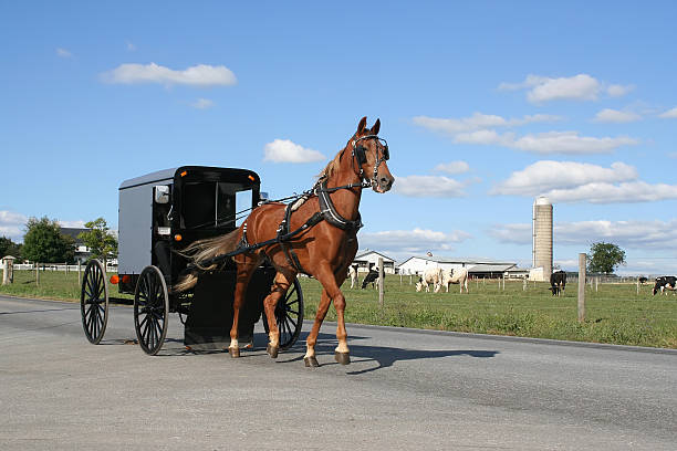 istock Amish Horse and Carriage 119731261