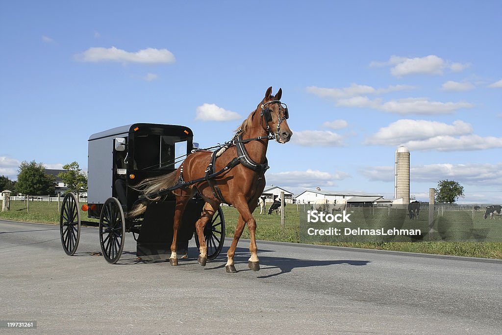Amish Horse and Carriage  Carriage Stock Photo