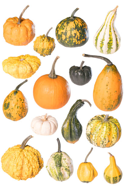 many pumpkin and squash selection on white background