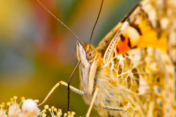 istock Beautiful butterfly sitting on flower 1197314622