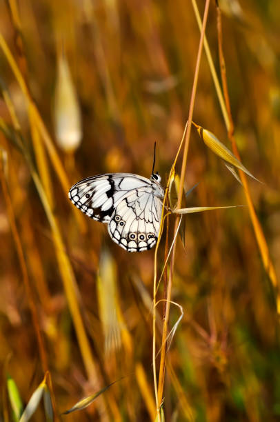 A Marbled white butterfly. Settled on a Wild flower head with wings wide open. There is lots of copy space on this image