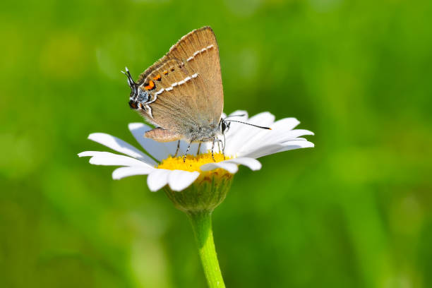 istock Beautiful butterfly sitting on flower 1197316871