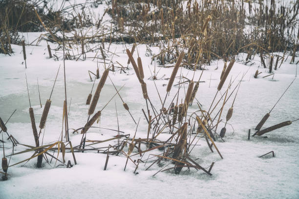 istock Dry cattail, marsh grass on a snowy background 1197317486
