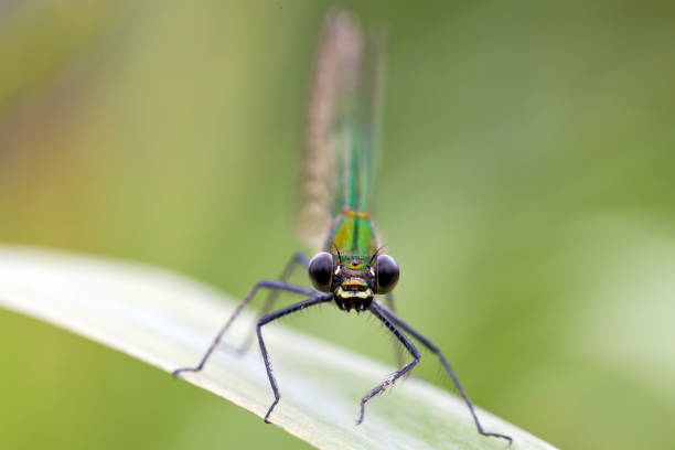 portrait of a banded demoiselle female