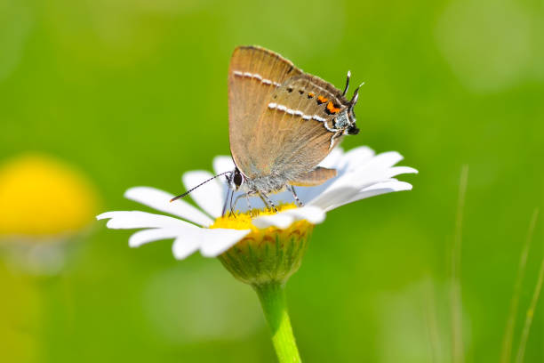 istock Beautiful butterfly sitting on flower 1197317888
