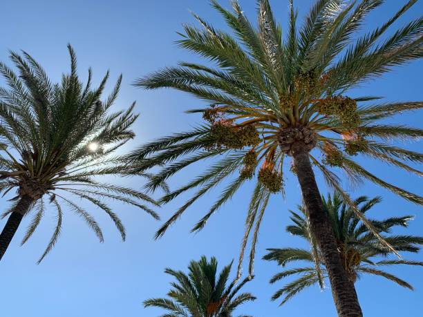 istock Palm trees and the sunny sky 1197318702