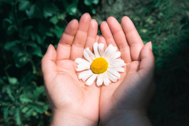 istock Daisy flower held in hands. Fragile white flower. Protecting nature 1197318893