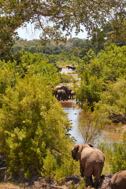 Herd of elephants in the river stock photo