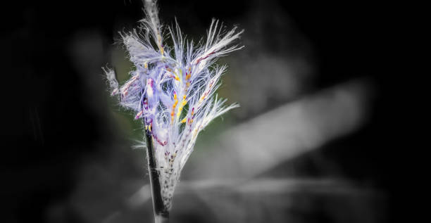 istock Beautiful hd flower with full black background with space for text. 1197319077