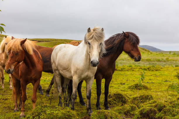 chevaux islandais frôlant sur le domaine contre le ciel - horse animal head animal sky photos et images de collection