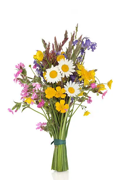 Wildflower and grass varieties tied in a bunch isolated over white background.