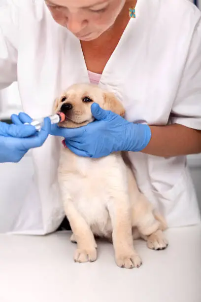 Veterinary healthcare professional giving anti vermin medication to a cute labrador puppy dog reluctant to swallow it - close up