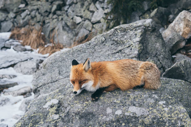 istock Wild red fox sleeping on the rock in High Tatra mountains, Slovakia 1197321830