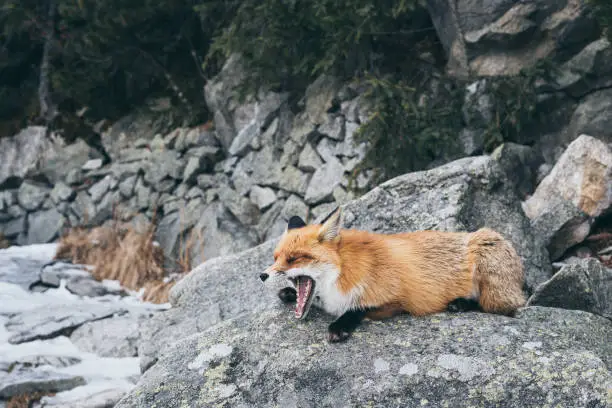 Photo of Wild red fox sleeping on the rock in High Tatra mountains, Slovakia