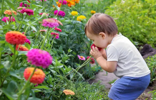Cute little baby boy enjoying smelling flower with closed eyes. Agritourism. Slow living concept.  Summer countryside lifestyle
