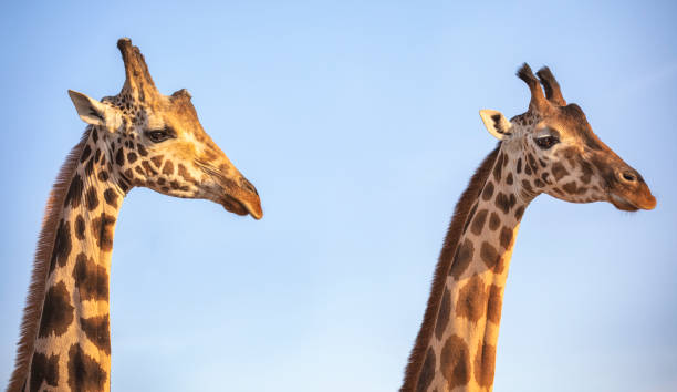 istock portrait of a giraffe 1197323735