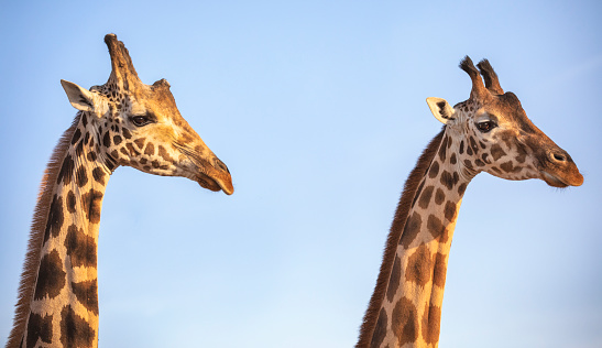 portrait of a giraffe against a blue sky