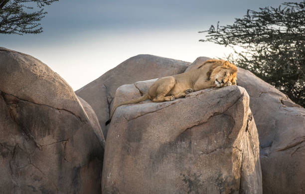 istock male lion sleeping on rocks in nature 1197323818