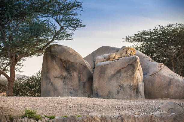 istock male lion sleeping on rocks in nature 1197323826
