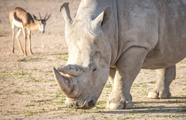 istock rhinocerus in nature 1197323895