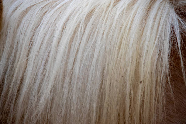 White mane of brown pony
