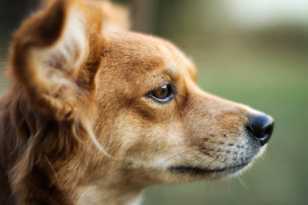 istock My beaty dog 1197325081