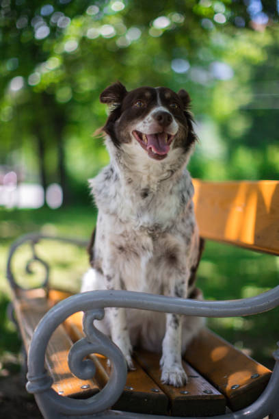 istock My beaty dog in park 1197325329