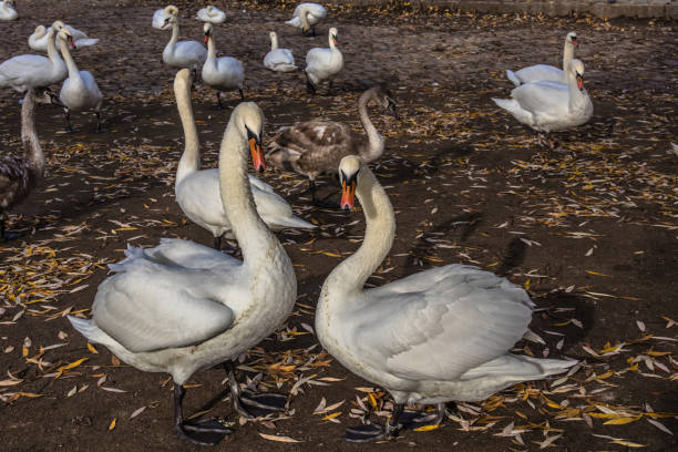 Prague, Czech Republic: Ducks and swans swim in the Vltava river