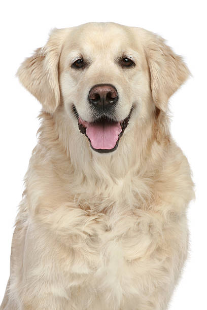 istock Portrait Golden Retriever 119732661
