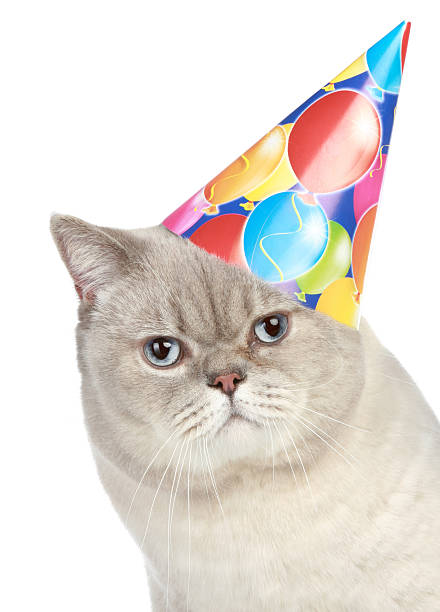 istock Portrait of a cat with party hat 119732662