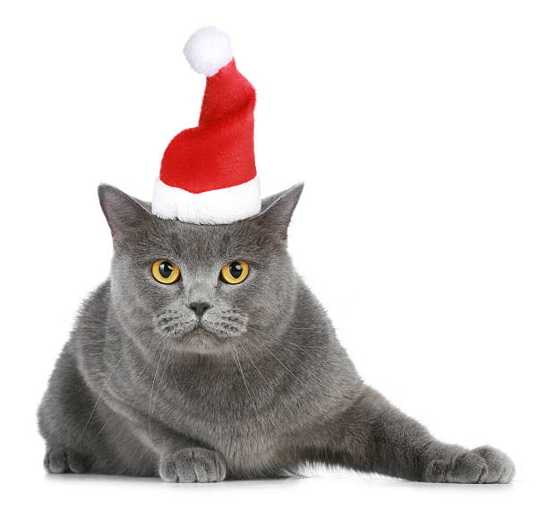 istock British cat in red christmas cap 119732673