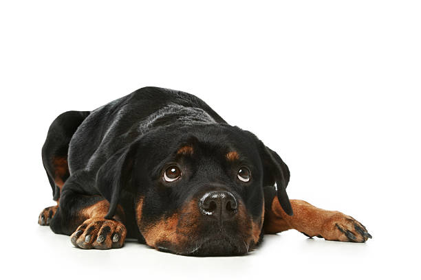 istock Sad Rottweiler on a white background 119732722