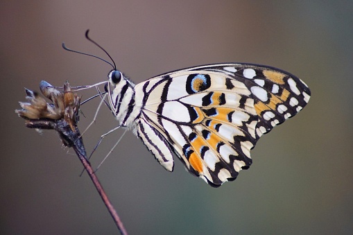 Butterfly and Curve Proboscis - animal behavior.