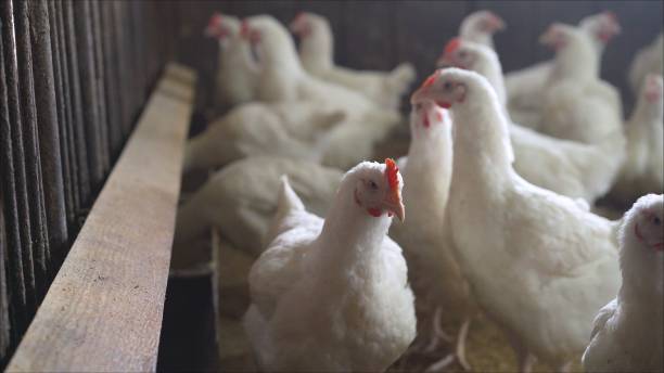 Indoors chicken farm, chicken feeding. Broilers in the barn stock photo