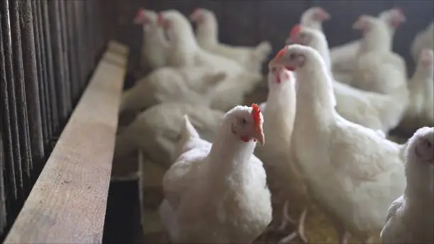 Photo of Indoors chicken farm, chicken feeding. Broilers in the barn