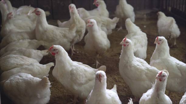istock Broiler farm Farm where broilers are bred. Chicken poultry farm in a covered barn where chickens are bred for meat 1197330384
