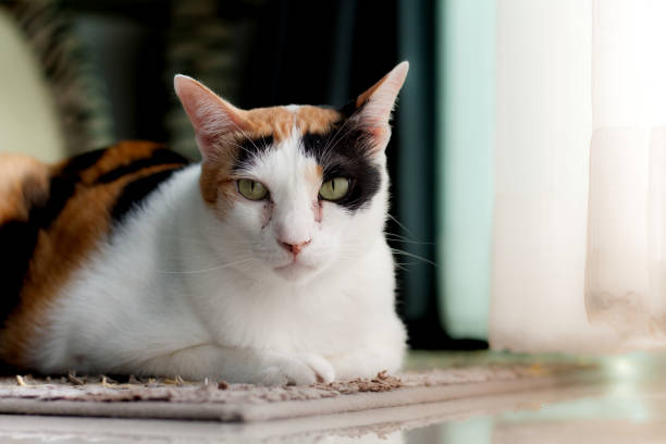 istock Photo cat lying on the carpet is looking at me. 1197331450