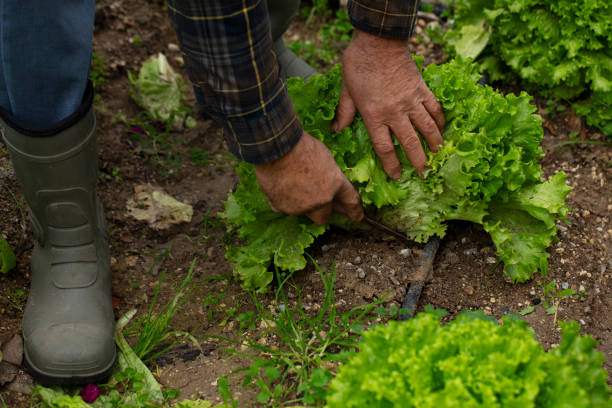 istock man picking fresh vegetables from garden 1197331642