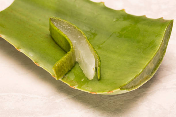 Close up of aloe Vera with a peeled piece of which we can see the pulp stock photo