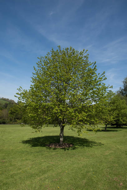 Small Leaved Lime or Small Leaved Linden Tree (Tilia cordata) in a Park with a Bright Blue Sky Background Deciduous Tree Native to Europe tilia cordata stock pictures, royalty-free photos & images