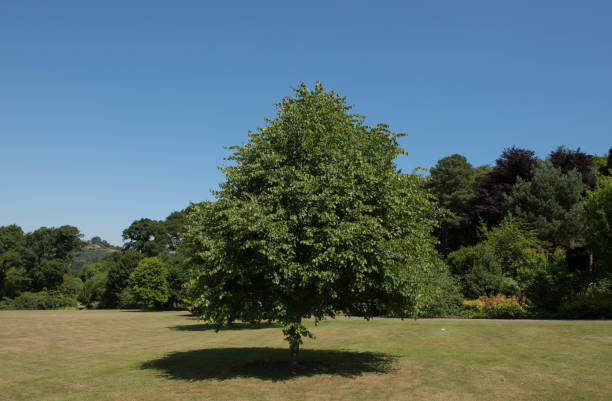 petit tilleul laissé ou petit arbre de linden de gauche (tilia cordata) dans un parc avec un fond bleu lumineux de ciel - linden tree photos et images de collection