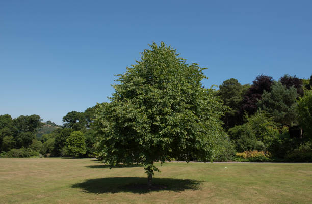 Small Leaved Lime or Small Leaved Linden Tree (Tilia cordata) in a Park with a Bright Blue Sky Background stock photo