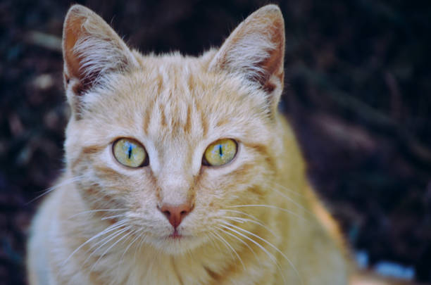Tabby cat portrait looking straight ahead.