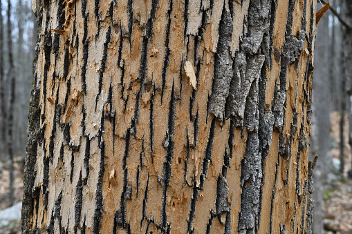 Horizontal close-up of tree stripped of bark by woodpecker feeding on larvae of the emerald ash borer